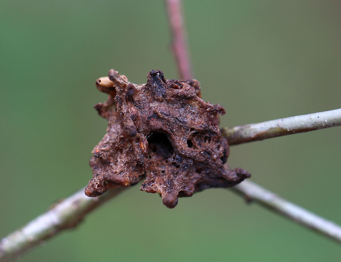 Gall This gall was weird. It had a central hole and had little cocoon-like bits that looked like rice crispies. <br />
<br />
Habitat: Growing on twigs in a mixed forest; host plant unknown<br />
<figure class="photo"><a href="https://www.jungledragon.com/image/79623/gall.html" title="Gall"><img src="https://s3.amazonaws.com/media.jungledragon.com/images/3232/79623_thumb.jpg?AWSAccessKeyId=05GMT0V3GWVNE7GGM1R2&Expires=1759968010&Signature=j2MAhyfN2WjmIkZjqwUfCBpY2e8%3D" width="200" height="150" alt="Gall This gall was weird. It had a central hole and had little cocoon-like bits that looked like rice crispies. <br />
<br />
Habitat: Growing on twigs in a mixed forest; host plant unknown<br />
https://www.jungledragon.com/image/79622/gall.html Geotagged,Spring,United States" /></a></figure> Geotagged,Spring,United States,gall