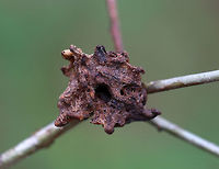 Gall This gall was weird. It had a central hole and had little cocoon-like bits that looked like rice crispies. <br />
<br />
Habitat: Growing on twigs in a mixed forest; host plant unknown<br />
https://www.jungledragon.com/image/79623/gall.html Geotagged,Spring,United States,gall