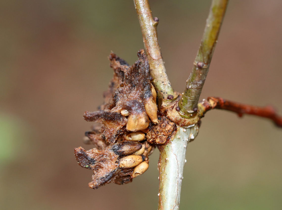 Gall This gall was weird. It had a central hole and had little cocoon-like bits that looked like rice crispies. <br />
<br />
Habitat: Growing on twigs in a mixed forest; host plant unknown<br />
<figure class="photo"><a href="https://www.jungledragon.com/image/79622/gall.html" title="Gall"><img src="https://s3.amazonaws.com/media.jungledragon.com/images/3232/79622_thumb.jpg?AWSAccessKeyId=05GMT0V3GWVNE7GGM1R2&Expires=1765411210&Signature=ABnrypWGade8mCE6%2BtIpZVHjaq0%3D" width="200" height="154" alt="Gall This gall was weird. It had a central hole and had little cocoon-like bits that looked like rice crispies. <br />
<br />
Habitat: Growing on twigs in a mixed forest; host plant unknown<br />
https://www.jungledragon.com/image/79623/gall.html Geotagged,Spring,United States,gall" /></a></figure> Geotagged,Spring,United States