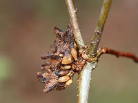 Gall This gall was weird. It had a central hole and had little cocoon-like bits that looked like rice crispies. <br />
<br />
Habitat: Growing on twigs in a mixed forest; host plant unknown<br />
https://www.jungledragon.com/image/79622/gall.html Geotagged,Spring,United States