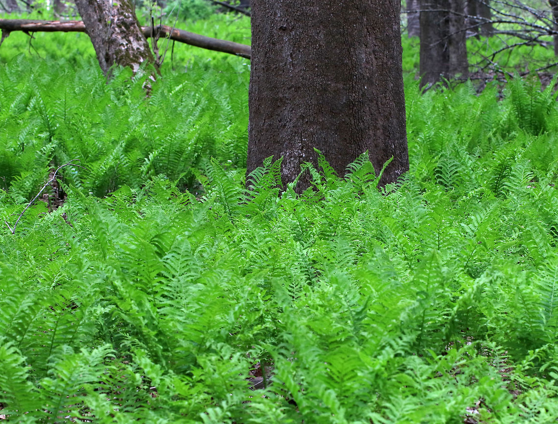 Ostrich Ferns - Matteuccia struthiopteris Growing in abundance throughout the forest! <br />
<br />
Habitat: Deciduous forest with mostly Sycamore (Platanus occidentalis) Geotagged,Matteuccia struthiopteris,Ostrich fern,Spring,United States,ferns
