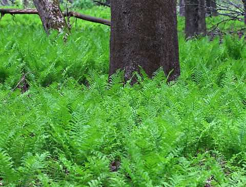 Ostrich Ferns - Matteuccia struthiopteris Growing in abundance throughout the forest! 

Habitat: Deciduous forest with mostly Sycamore (Platanus occidentalis) Geotagged,Matteuccia struthiopteris,Ostrich fern,Spring,United States,ferns