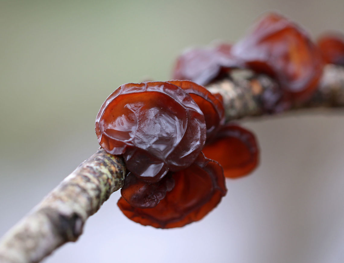 Exidia crenata Individual fruiting bodies that were reddish brown and had large concave depressions surrounded by ridges.<br />
<br />
Habitat: Growing on a hardwood twig in a deciduous forest Exidia crenata,Geotagged,Spring,United States,exidia,fungus