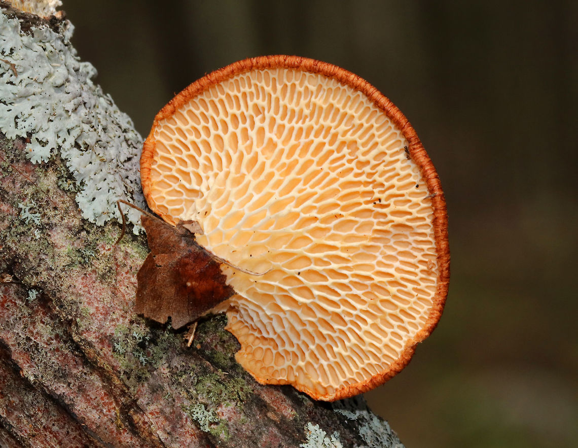 Hexagonal-pored Polypore - Neofavolus alveolaris Small mushrooms with fan-shaped fruiting bodies. Upper surface was orange, dry, and scaly. Cream-colored pores were honeycombed. Short, stubby stem. <br />
<br />
Spotted growing on dead wood in a deciduous forest<br />
<figure class="photo"><a href="https://www.jungledragon.com/image/79683/hexagonal-pored_polypore_-_neofavolus_alveolaris.html" title="Hexagonal-pored Polypore - Neofavolus alveolaris"><img src="https://s3.amazonaws.com/media.jungledragon.com/images/3232/79683_thumb.jpg?AWSAccessKeyId=05GMT0V3GWVNE7GGM1R2&Expires=1759968010&Signature=K5vqe7SzoxsR%2FTsbAEr1brXEMvg%3D" width="200" height="154" alt="Hexagonal-pored Polypore - Neofavolus alveolaris *Note: This mushroom was definitely NOT this vibrant in person. I&#039;m not sure why the photo came out this way.<br />
<br />
Small mushrooms with fan-shaped fruiting bodies. Upper surface was orange, dry, and scaly. Cream-colored pores were honeycombed. Short, stubby stem. <br />
<br />
Spotted growing on dead wood in a deciduous forest<br />
https://www.jungledragon.com/image/79681/hexagonal-pored_polypore_-_neofavolus_alveolaris.html Geotagged,Hexagonal-pored polypore,Neofavolus alveolaris,Polyporus alveolaris,Spring,United States" /></a></figure> Geotagged,Hexagonal-pored Polypore,Hexagonal-pored polypore,Neofavolus alveolaris,Polyporus alveolaris,Spring,United States,fungus,polypore