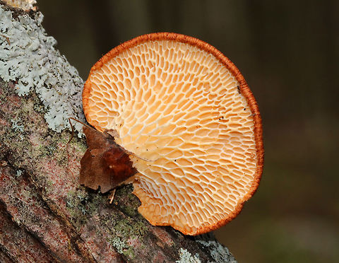 Hexagonal-pored Polypore - Neofavolus alveolaris Small mushrooms with fan-shaped fruiting bodies. Upper surface was orange, dry, and scaly. Cream-colored pores were honeycombed. Short, stubby stem. 

Spotted growing on dead wood in a deciduous forest
https://www.jungledragon.com/image/79683/hexagonal-pored_polypore_-_neofavolus_alveolaris.html Geotagged,Hexagonal-pored Polypore,Hexagonal-pored polypore,Neofavolus alveolaris,Polyporus alveolaris,Spring,United States,fungus,polypore