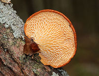 Hexagonal-pored Polypore - Neofavolus alveolaris Small mushrooms with fan-shaped fruiting bodies. Upper surface was orange, dry, and scaly. Cream-colored pores were honeycombed. Short, stubby stem. <br />
<br />
Spotted growing on dead wood in a deciduous forest<br />
https://www.jungledragon.com/image/79683/hexagonal-pored_polypore_-_neofavolus_alveolaris.html Geotagged,Hexagonal-pored Polypore,Hexagonal-pored polypore,Neofavolus alveolaris,Polyporus alveolaris,Spring,United States,fungus,polypore