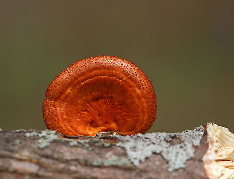 Hexagonal-pored Polypore - Neofavolus alveolaris *Note: This mushroom was definitely NOT this vibrant in person. I'm not sure why the photo came out this way.

Small mushrooms with fan-shaped fruiting bodies. Upper surface was orange, dry, and scaly. Cream-colored pores were honeycombed. Short, stubby stem. 

Spotted growing on dead wood in a deciduous forest
https://www.jungledragon.com/image/79681/hexagonal-pored_polypore_-_neofavolus_alveolaris.html Geotagged,Hexagonal-pored polypore,Neofavolus alveolaris,Polyporus alveolaris,Spring,United States