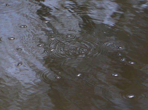 Whirligig Beetle - Dineutus emarginatus TL: ~ 10 mm. Broadly oval, black beetle. Elytral apices are not finely notched. I thought it was so cool how they literally make circular-patterned waves from all their "whirligiging".

Habitat: Woodland pond

Whirligig beetles are so named because of their wild gyrations on the surface of the water. They are the only beetles that use surface tension for support. They feast on insects and produce defensive secretions from their abdomens that deter predation and alert other whirligigs to danger. What is super fascinating is that this secretion is also a water repellent that lowers surface tension so that the whirligigs can ride a wave of recoiling water molecules. The secretions smell like very potent apples... Dineutus emarginatus,Geotagged,Spring,United States,aquatic insects,beetle
