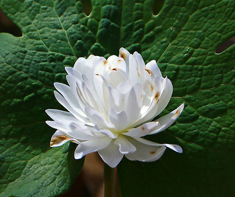 Double-flowered Bloodroot - Sanguinaria canadensis f. multiplex Sterile, doubled flowers.  Due to a genetic mutation, all of their stamens become petals. These doubled flowers resemble miniature, doubled peonies.

Habitat: Shady forest edge
https://www.jungledragon.com/image/79687/double-flowered_bloodroot_-_sanguinaria_canadensis_f._multiplex.html
https://www.jungledragon.com/image/79688/double-flowered_bloodroot_-_sanguinaria_canadensis_f._multiplex.html
 Bloodroot,Geotagged,Multiplex Bloodroot,Sanguinaria canadensis,Spring,United States