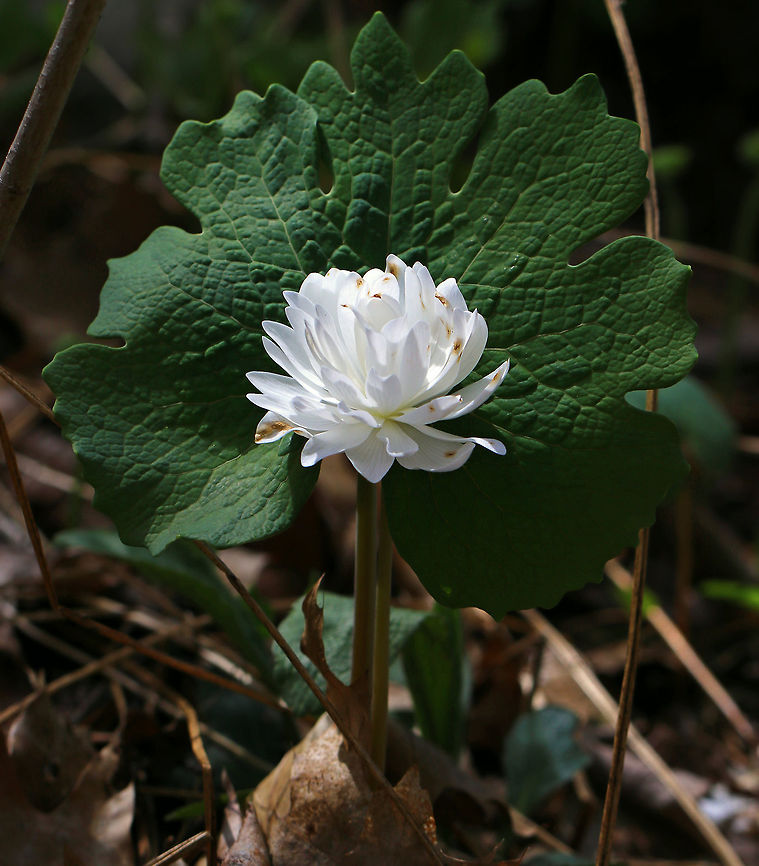 Double-flowered Bloodroot - Sanguinaria canadensis f. multiplex Sterile, doubled flowers. Due to a genetic mutation, all of their stamens become petals. These doubled flowers resemble miniature, doubled peonies.<br />
<br />
Habitat: Shady forest edge<br />
<figure class="photo"><a href="https://www.jungledragon.com/image/79688/double-flowered_bloodroot_-_sanguinaria_canadensis_f._multiplex.html" title="Double-flowered Bloodroot - Sanguinaria canadensis f. multiplex"><img src="https://s3.amazonaws.com/media.jungledragon.com/images/3232/79688_thumb.jpg?AWSAccessKeyId=05GMT0V3GWVNE7GGM1R2&Expires=1759968010&Signature=K1kyiCe3sfYHcKJulGCjPpK76eE%3D" width="200" height="172" alt="Double-flowered Bloodroot - Sanguinaria canadensis f. multiplex Sterile, doubled flowers. Due to a genetic mutation, all of their stamens become petals. These doubled flowers resemble miniature, doubled peonies.<br />
<br />
Habitat: Shady forest edge<br />
https://www.jungledragon.com/image/79687/double-flowered_bloodroot_-_sanguinaria_canadensis_f._multiplex.html<br />
https://www.jungledragon.com/image/79686/double-flowered_bloodroot_-_sanguinaria_canadensis_f._multiplex.html Bloodroot,Geotagged,Sanguinaria canadensis,Spring,United States" /></a></figure><br />
<figure class="photo"><a href="https://www.jungledragon.com/image/79686/double-flowered_bloodroot_-_sanguinaria_canadensis_f._multiplex.html" title="Double-flowered Bloodroot - Sanguinaria canadensis f. multiplex"><img src="https://s3.amazonaws.com/media.jungledragon.com/images/3232/79686_thumb.jpg?AWSAccessKeyId=05GMT0V3GWVNE7GGM1R2&Expires=1759968010&Signature=oXOJ%2BjV%2FADC%2FAMLg1rU%2BRMUpEB8%3D" width="200" height="170" alt="Double-flowered Bloodroot - Sanguinaria canadensis f. multiplex Sterile, doubled flowers.  Due to a genetic mutation, all of their stamens become petals. These doubled flowers resemble miniature, doubled peonies.<br />
<br />
Habitat: Shady forest edge<br />
https://www.jungledragon.com/image/79687/double-flowered_bloodroot_-_sanguinaria_canadensis_f._multiplex.html<br />
https://www.jungledragon.com/image/79688/double-flowered_bloodroot_-_sanguinaria_canadensis_f._multiplex.html<br />
 Bloodroot,Geotagged,Multiplex Bloodroot,Sanguinaria canadensis,Spring,United States" /></a></figure> Bloodroot,Double-flowered Bloodroot,Geotagged,Sanguinaria canadensis,Spring,United States,sanguinaria canadensis f. multiplex