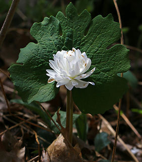 Double-flowered Bloodroot - Sanguinaria canadensis f. multiplex Sterile, doubled flowers. Due to a genetic mutation, all of their stamens become petals. These doubled flowers resemble miniature, doubled peonies.

Habitat: Shady forest edge
https://www.jungledragon.com/image/79688/double-flowered_bloodroot_-_sanguinaria_canadensis_f._multiplex.html
https://www.jungledragon.com/image/79686/double-flowered_bloodroot_-_sanguinaria_canadensis_f._multiplex.html Bloodroot,Double-flowered Bloodroot,Geotagged,Sanguinaria canadensis,Spring,United States,sanguinaria canadensis f. multiplex
