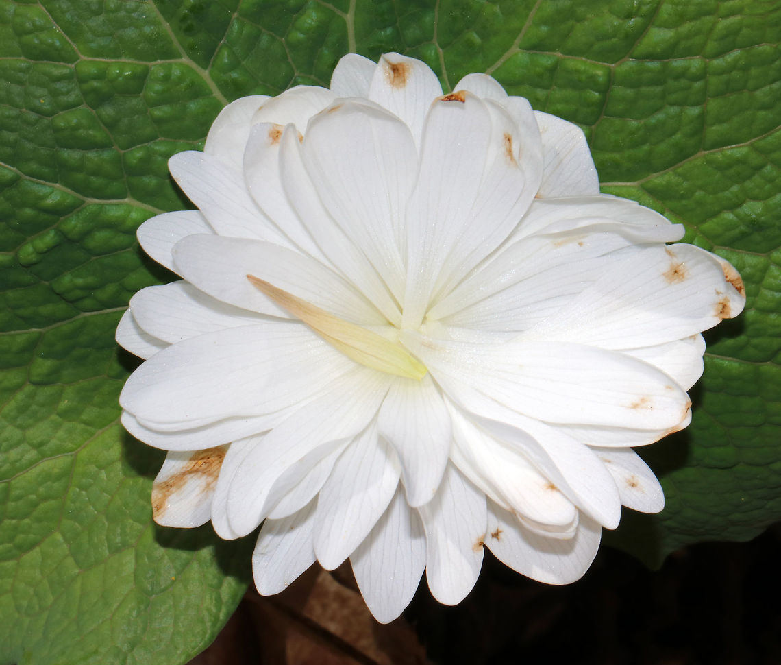 Double-flowered Bloodroot - Sanguinaria canadensis f. multiplex Sterile, doubled flowers. Due to a genetic mutation, all of their stamens become petals. These doubled flowers resemble miniature, doubled peonies.<br />
<br />
Habitat: Shady forest edge<br />
<figure class="photo"><a href="https://www.jungledragon.com/image/79687/double-flowered_bloodroot_-_sanguinaria_canadensis_f._multiplex.html" title="Double-flowered Bloodroot - Sanguinaria canadensis f. multiplex"><img src="https://s3.amazonaws.com/media.jungledragon.com/images/3232/79687_thumb.jpg?AWSAccessKeyId=05GMT0V3GWVNE7GGM1R2&Expires=1759968010&Signature=HU1jel8PNcH6nNL7fdruChvMZ%2Bg%3D" width="134" height="152" alt="Double-flowered Bloodroot - Sanguinaria canadensis f. multiplex Sterile, doubled flowers. Due to a genetic mutation, all of their stamens become petals. These doubled flowers resemble miniature, doubled peonies.<br />
<br />
Habitat: Shady forest edge<br />
https://www.jungledragon.com/image/79688/double-flowered_bloodroot_-_sanguinaria_canadensis_f._multiplex.html<br />
https://www.jungledragon.com/image/79686/double-flowered_bloodroot_-_sanguinaria_canadensis_f._multiplex.html Bloodroot,Double-flowered Bloodroot,Geotagged,Sanguinaria canadensis,Spring,United States,sanguinaria canadensis f. multiplex" /></a></figure><br />
<figure class="photo"><a href="https://www.jungledragon.com/image/79686/double-flowered_bloodroot_-_sanguinaria_canadensis_f._multiplex.html" title="Double-flowered Bloodroot - Sanguinaria canadensis f. multiplex"><img src="https://s3.amazonaws.com/media.jungledragon.com/images/3232/79686_thumb.jpg?AWSAccessKeyId=05GMT0V3GWVNE7GGM1R2&Expires=1759968010&Signature=oXOJ%2BjV%2FADC%2FAMLg1rU%2BRMUpEB8%3D" width="200" height="170" alt="Double-flowered Bloodroot - Sanguinaria canadensis f. multiplex Sterile, doubled flowers.  Due to a genetic mutation, all of their stamens become petals. These doubled flowers resemble miniature, doubled peonies.<br />
<br />
Habitat: Shady forest edge<br />
https://www.jungledragon.com/image/79687/double-flowered_bloodroot_-_sanguinaria_canadensis_f._multiplex.html<br />
https://www.jungledragon.com/image/79688/double-flowered_bloodroot_-_sanguinaria_canadensis_f._multiplex.html<br />
 Bloodroot,Geotagged,Multiplex Bloodroot,Sanguinaria canadensis,Spring,United States" /></a></figure> Bloodroot,Geotagged,Sanguinaria canadensis,Spring,United States