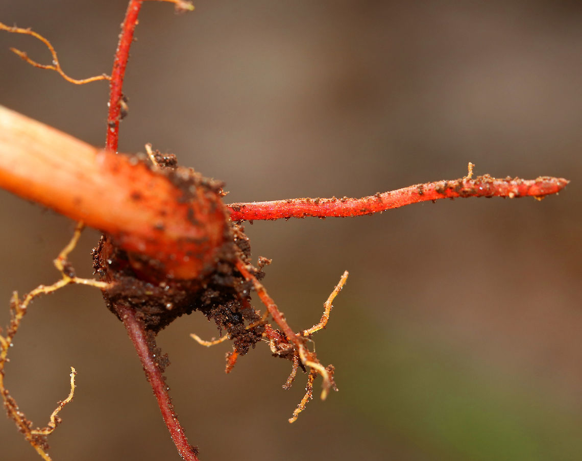 Bloodroot - Sanguinaria canadensis A fragile spring flower that opens in full sunlight and then closes at night. The blood-red root was traditionally used as a dye in addition to many medicinal uses. But, it has toxic properties and is not recommended to be ingested.<br />
<br />
Habitat: Shady forest edge Bloodroot,Geotagged,Sanguinaria canadensis,Spring,United States