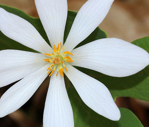 Bloodroot - Sanguinaria canadensis A fragile spring flower that opens in sunlight and then closes at night. The blood-red root was traditionally used as a dye in addition to many medicinal uses. But, it has toxic properties and is not recommended to be ingested.

Habitat: Shady forest edge Bloodroot,Geotagged,Sanguinaria canadensis,Spring,United States