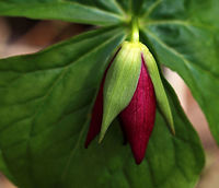 Red Trillium - Trillium erectum Purple-red flowers have 3 petals that are above whorls of pointed triple leaves. The petals have a foul smell, which attracts carrion flies (and other insects) that act as pollinators.<br />
<br />
Habitat: Wooded wetland<br />
https://www.jungledragon.com/image/79706/red_trillium_-_trillium_erectum.html Geotagged,Red trillium,Spring,Trillium erectum,United States,trillium