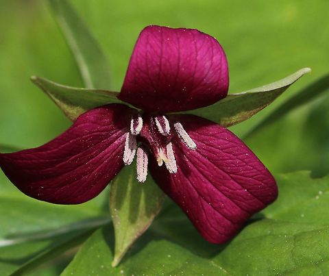 Red Trillium - Trillium erectum Purple-red flowers have 3 petals that are above whorls of pointed triple leaves. The petals have a foul smell, which attracts carrion flies (and other insects) that act as pollinators.

Habitat: Wooded wetland
https://www.jungledragon.com/image/79700/red_trillium_-_trillium_erectum.html Geotagged,Red trillium,Spring,Trillium erectum,United States