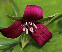Red Trillium - Trillium erectum Purple-red flowers have 3 petals that are above whorls of pointed triple leaves. The petals have a foul smell, which attracts carrion flies (and other insects) that act as pollinators.<br />
<br />
Habitat: Wooded wetland<br />
https://www.jungledragon.com/image/79700/red_trillium_-_trillium_erectum.html Geotagged,Red trillium,Spring,Trillium erectum,United States