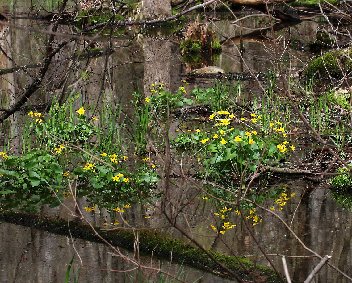 Marsh Marigold - Caltha palustris A perennial, herbaceous plant with heart or kidney-shaped leaves and thick, hollow stems that will bear yellow flowers. <br />
<br />
Consuming large quantities of this plant may cause convulsions, vomiting, bloody diarrhea, and fainting. Contact of the skin with the plant&#039;s juices can cause blistering.<br />
<br />
Habitat: Hardwood swamp; This swamp has lots of ducks and interesting vegetation. But, it also has a lot of leeches. Caltha palustris,Geotagged,Spring,United States