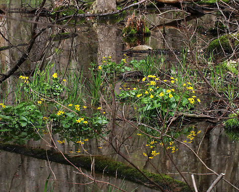 Marsh Marigold - Caltha palustris A perennial, herbaceous plant with heart or kidney-shaped leaves and thick, hollow stems that will bear yellow flowers. 

Consuming large quantities of this plant may cause convulsions, vomiting, bloody diarrhea, and fainting. Contact of the skin with the plant's juices can cause blistering.

Habitat: Hardwood swamp; This swamp has lots of ducks and interesting vegetation. But, it also has a lot of leeches. Caltha palustris,Geotagged,Spring,United States