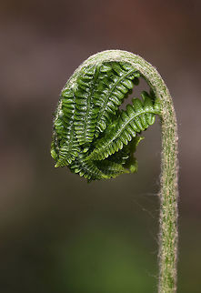 Cinnamon Fern - Osmundastrum cinnamomeum Habitat: Growing throughout a deciduous forest
https://www.jungledragon.com/image/79720/cinnamon_fern_-_osmundastrum_cinnamomeum.html
 Cinnamon Fern,Geotagged,Osmundastrum cinnamomeum,Spring,United States,fern