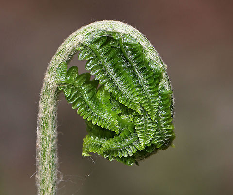 Cinnamon Fern - Osmundastrum cinnamomeum Habitat: Growing throughout a deciduous forest
https://www.jungledragon.com/image/79718/cinnamon_fern_-_osmundastrum_cinnamomeum.html Cinnamon Fern,Geotagged,Osmundastrum cinnamomeum,Spring,United States,fern