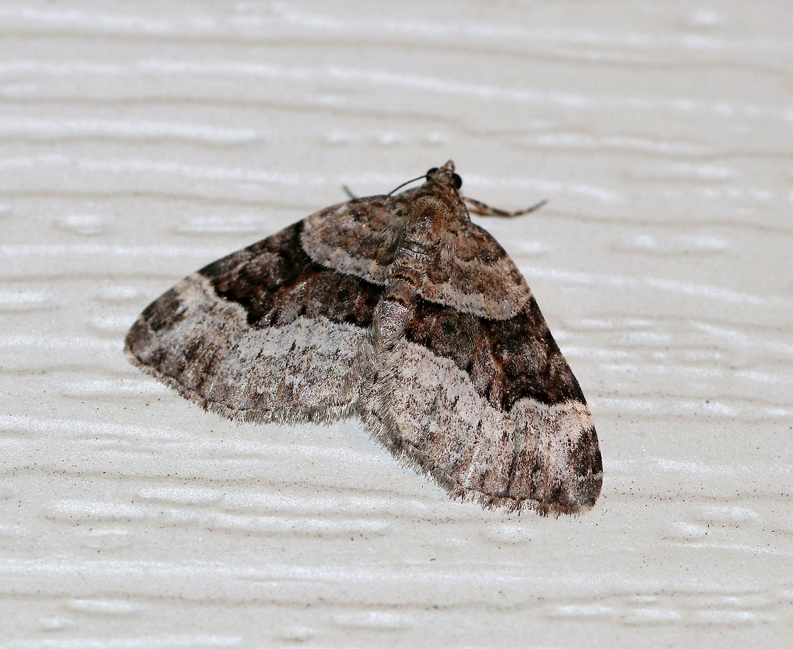 Toothed Brown Carpet - Xanthorhoe lacustrata Wingspan: ~20 mm. Pale gray forewings with brown inner basal patch and shading beyond the scalloped, white subterminal line. Brown subapical patch and subterminal spots are diffuse.<br />
<br />
Habitat: Attracted to a light at night in a rural area. Geotagged,Moth,Spring,Toothed Brown Carpet,United States,Xanthorhoe lacustrata