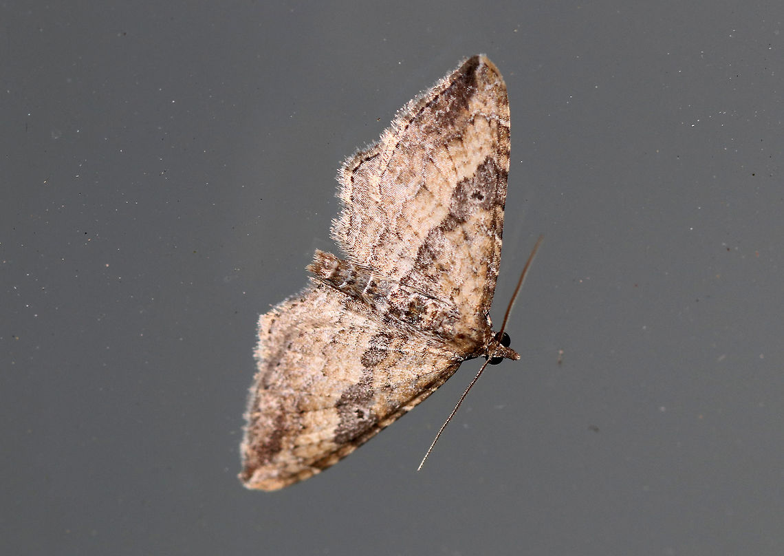 The Gem (Male) - Orthonama obstipata Males are pale and have a small, black spot on each forewing.<br />
<br />
Habitat: Attracted to a moth light in a rural area Gem,Geotagged,Orthonama obstipata,Spring,United States,moth