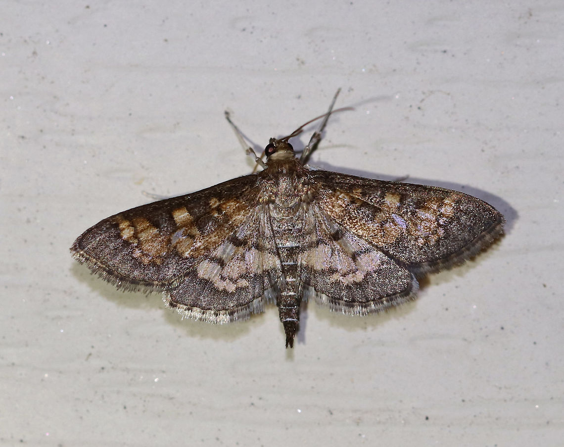 Darker Diacme - Diacme adipaloides WS: ~15 mm. FW is grayish brown with irregular pale orange bands. HW is paler yellow with a wide brown border.<br />
<br />
Habitat: Attracted to a light in a semi-rural area Darker diacme moth,Diacme adipaloides,Geotagged,Moth,Spring,United States