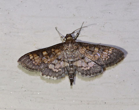 Darker Diacme - Diacme adipaloides WS: ~15 mm. FW is grayish brown with irregular pale orange bands. HW is paler yellow with a wide brown border.

Habitat: Attracted to a light in a semi-rural area Darker diacme moth,Diacme adipaloides,Geotagged,Moth,Spring,United States