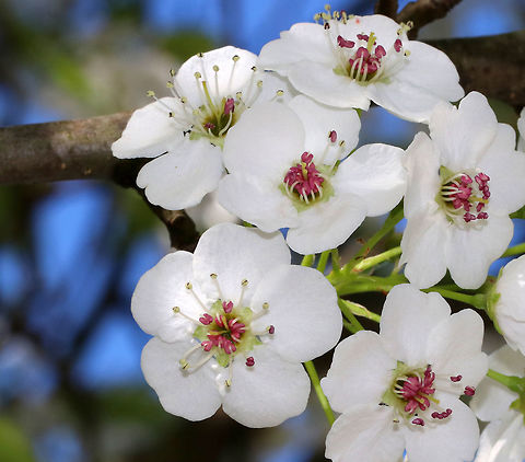 Callery Pear - Pyrus calleryana Widely planted in the US and considered invasive.

Habitat: Suburban area
https://www.jungledragon.com/image/79730/callery_pear_-_pyrus_calleryana.html Callery Pear,Geotagged,Pyrus,Pyrus calleryana,Spring,United States