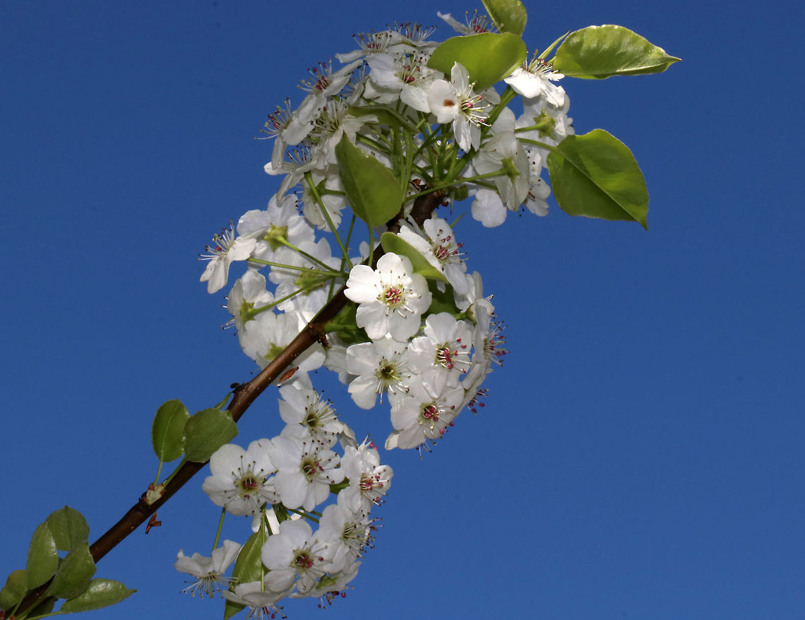 Callery Pear - Pyrus calleryana Widely planted in the US and considered invasive.<br />
<br />
Habitat: Suburban area<br />
<figure class="photo"><a href="https://www.jungledragon.com/image/79729/callery_pear_-_pyrus_calleryana.html" title="Callery Pear - Pyrus calleryana"><img src="https://s3.amazonaws.com/media.jungledragon.com/images/3232/79729_thumb.jpg?AWSAccessKeyId=05GMT0V3GWVNE7GGM1R2&Expires=1759968010&Signature=CFwomI1mFVtCeRp9dakI0XdPBck%3D" width="200" height="178" alt="Callery Pear - Pyrus calleryana Widely planted in the US and considered invasive.<br />
<br />
Habitat: Suburban area<br />
https://www.jungledragon.com/image/79730/callery_pear_-_pyrus_calleryana.html Callery Pear,Geotagged,Pyrus,Pyrus calleryana,Spring,United States" /></a></figure> Callery Pear,Geotagged,Pyrus calleryana,Spring,United States