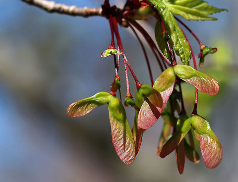 Red Maple Samaras - Acer rubrum The seeds of a red maple tree have wings and are called samaras. They are a dispersal mechanism that helps the seeds get farther from the tree. Children also help disperse them by sticking the seeds to their noses :).

Habitat: Suburban area
https://www.jungledragon.com/image/79732/red_maple_samaras_-_acer_rubrum.html Acer rubrum,Geotagged,Red Maple,Spring,United States,acer,samaras,seeds