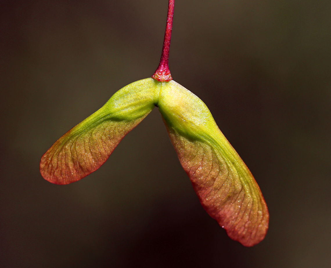Red Maple Samaras - Acer rubrum The seeds of a red maple tree have wings and are called samaras. They are a dispersal mechanism that helps the seeds get farther from the tree. Children also help disperse them by sticking the seeds to their noses :).<br />
<br />
Habitat: Suburban area<br />
<figure class="photo"><a href="https://www.jungledragon.com/image/79731/red_maple_samaras_-_acer_rubrum.html" title="Red Maple Samaras - Acer rubrum"><img src="https://s3.amazonaws.com/media.jungledragon.com/images/3232/79731_thumb.jpg?AWSAccessKeyId=05GMT0V3GWVNE7GGM1R2&Expires=1767225610&Signature=pLHihuZ4UcFGcRhkMNviDdAIw5Q%3D" width="200" height="154" alt="Red Maple Samaras - Acer rubrum The seeds of a red maple tree have wings and are called samaras. They are a dispersal mechanism that helps the seeds get farther from the tree. Children also help disperse them by sticking the seeds to their noses :).<br />
<br />
Habitat: Suburban area<br />
https://www.jungledragon.com/image/79732/red_maple_samaras_-_acer_rubrum.html Acer rubrum,Geotagged,Red Maple,Spring,United States,acer,samaras,seeds" /></a></figure> Acer rubrum,Geotagged,Red Maple,Spring,United States,samara
