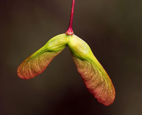 Red Maple Samaras - Acer rubrum The seeds of a red maple tree have wings and are called samaras. They are a dispersal mechanism that helps the seeds get farther from the tree. Children also help disperse them by sticking the seeds to their noses :).

Habitat: Suburban area
https://www.jungledragon.com/image/79731/red_maple_samaras_-_acer_rubrum.html Acer rubrum,Geotagged,Red Maple,Spring,United States,samara