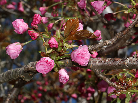 Japanese Cherry 'Kanzan' - Prunus serrulata *I'm not 100% sure of the ID yet*

Pink, double flowers, bronze leaves, and lenticels on the bark.

Habitat: Suburban area
https://www.jungledragon.com/image/79734/japanese_cherry_kanzan_-_prunus_serrulata.html Geotagged,Japanese cherry,Prunus serrulata,Spring,United States,japanese cherry 'kanzan'