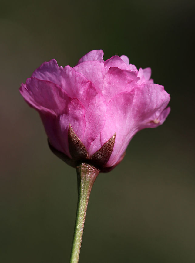 Japanese Cherry 'Kanzan' - Prunus serrulata *I'm not 100% sure of the ID yet*<br />
<br />
Pink, double flowers, bronze leaves, and lenticels on the bark.<br />
<br />
Habitat: Suburban area<br />
<figure class="photo"><a href="https://www.jungledragon.com/image/79733/japanese_cherry_kanzan_-_prunus_serrulata.html" title="Japanese Cherry 'Kanzan' - Prunus serrulata"><img src="https://s3.amazonaws.com/media.jungledragon.com/images/3232/79733_thumb.jpg?AWSAccessKeyId=05GMT0V3GWVNE7GGM1R2&Expires=1770854410&Signature=XfXWvFNyifmfqJ13OSTGqXvDr3Q%3D" width="200" height="150" alt="Japanese Cherry 'Kanzan' - Prunus serrulata *I'm not 100% sure of the ID yet*<br />
<br />
Pink, double flowers, bronze leaves, and lenticels on the bark.<br />
<br />
Habitat: Suburban area<br />
https://www.jungledragon.com/image/79734/japanese_cherry_kanzan_-_prunus_serrulata.html Geotagged,Japanese cherry,Prunus serrulata,Spring,United States,japanese cherry 'kanzan'" /></a></figure> Geotagged,Spring,United States