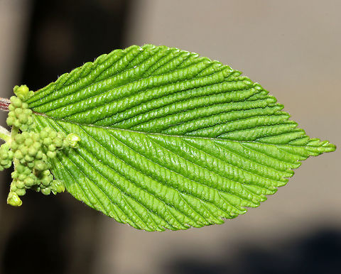 Viburnum plicatum Non-native. The leaves had such an interesting texture - bumpy, soft, and fuzzy! When this shrub blooms, it will produce flat corymbs that are 5&ndash;10 cm (2&ndash;4 in) in diameter and are very attractive to pollinators. I went back to this area last week and spotted 11 different beetles, flies, and bees on this one shrub! Too bad I didn't have my camera. 


Habitat: Suburban area
https://www.jungledragon.com/image/79737/viburnum_plicatum.html
https://www.jungledragon.com/image/79736/viburnum_plicatum.html Geotagged,Spring,United States,Viburnum plicatum