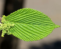 Viburnum plicatum Non-native. The leaves had such an interesting texture - bumpy, soft, and fuzzy! When this shrub blooms, it will produce flat corymbs that are 5–10 cm (2–4 in) in diameter and are very attractive to pollinators. I went back to this area last week and spotted 11 different beetles, flies, and bees on this one shrub! Too bad I didn't have my camera. <br />
<br />
<br />
Habitat: Suburban area<br />
https://www.jungledragon.com/image/79737/viburnum_plicatum.html<br />
https://www.jungledragon.com/image/79736/viburnum_plicatum.html Geotagged,Spring,United States,Viburnum plicatum