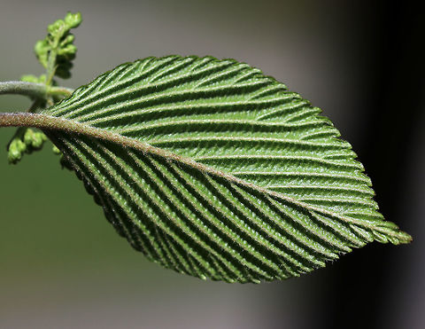 Viburnum plicatum Non-native. The leaves had such an interesting texture - bumpy, soft, and fuzzy! When this shrub blooms, it will produce flat corymbs that are 5&ndash;10 cm (2&ndash;4 in) in diameter and are very attractive to pollinators. I went back to this area last week and spotted 11 different beetles, flies, and bees on this one shrub! Too bad I didn't have my camera. 

Habitat: Suburban area
https://www.jungledragon.com/image/79735/viburnum_plicatum.html
https://www.jungledragon.com/image/79737/viburnum_plicatum.html Geotagged,Spring,United States,Viburnum plicatum