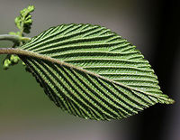 Viburnum plicatum Non-native. The leaves had such an interesting texture - bumpy, soft, and fuzzy! When this shrub blooms, it will produce flat corymbs that are 5–10 cm (2–4 in) in diameter and are very attractive to pollinators. I went back to this area last week and spotted 11 different beetles, flies, and bees on this one shrub! Too bad I didn't have my camera. <br />
<br />
Habitat: Suburban area<br />
https://www.jungledragon.com/image/79735/viburnum_plicatum.html<br />
https://www.jungledragon.com/image/79737/viburnum_plicatum.html Geotagged,Spring,United States,Viburnum plicatum