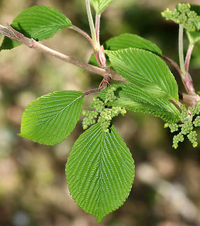 Viburnum plicatum Non-native. The leaves had such an interesting texture - bumpy, soft, and fuzzy! When this shrub blooms, it will produce flat corymbs that are 5–10 cm (2–4 in) in diameter and are very attractive to pollinators. I went back to this area last week and spotted 11 different beetles, flies, and bees on this one shrub! Too bad I didn't have my camera. 

Habitat: Suburban area

https://www.jungledragon.com/image/79735/viburnum_plicatum.html
https://www.jungledragon.com/image/79736/viburnum_plicatum.html Geotagged,Spring,United States,Viburnum plicatum