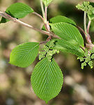 Viburnum plicatum Non-native. The leaves had such an interesting texture - bumpy, soft, and fuzzy! When this shrub blooms, it will produce flat corymbs that are 5–10 cm (2–4 in) in diameter and are very attractive to pollinators. I went back to this area last week and spotted 11 different beetles, flies, and bees on this one shrub! Too bad I didn't have my camera. <br />
<br />
Habitat: Suburban area<br />
<br />
https://www.jungledragon.com/image/79735/viburnum_plicatum.html<br />
https://www.jungledragon.com/image/79736/viburnum_plicatum.html Geotagged,Spring,United States,Viburnum plicatum