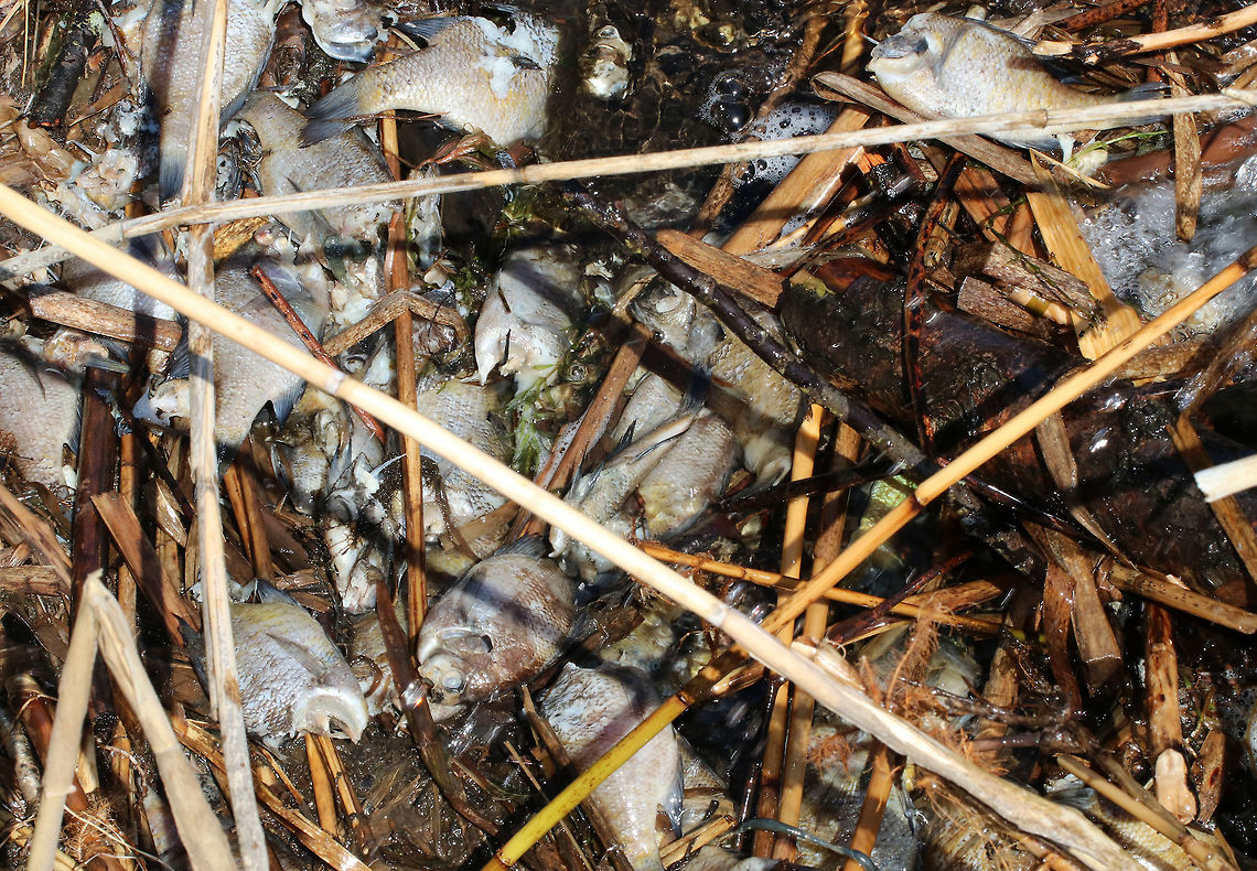 Bluegill - Lepomis macrochirus Sorry for the graphic photo! <br />
<br />
I asked one of JD&#039;s fish experts, Zach Alley, and not only did he provide the ID, but also some interesting information:  <br />
&quot;This scene may very well be where an otter has been feeding, and I say this because lots of those fish are missing their heads, which I&#039;ve encountered more than once...They will often only eat the heads to get the brains, and leave the rest so they can keep room in their bellies for the most nutritious parts!&quot;<br />
<br />
Habitat: Piled up against a dam with lots of debris. The dam controls the flow of water from a pond into a river. Bluegill,Geotagged,Lepomis macrochirus,Spring,United States,dead fish,fish,fish kill