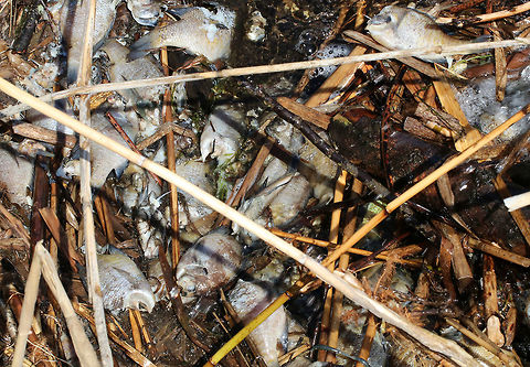 Bluegill - Lepomis macrochirus Sorry for the graphic photo! 

I asked one of JD's fish experts, Zach Alley, and not only did he provide the ID, but also some interesting information:  
"This scene may very well be where an otter has been feeding, and I say this because lots of those fish are missing their heads, which I've encountered more than once...They will often only eat the heads to get the brains, and leave the rest so they can keep room in their bellies for the most nutritious parts!"

Habitat: Piled up against a dam with lots of debris. The dam controls the flow of water from a pond into a river. Bluegill,Geotagged,Lepomis macrochirus,Spring,United States,dead fish,fish,fish kill