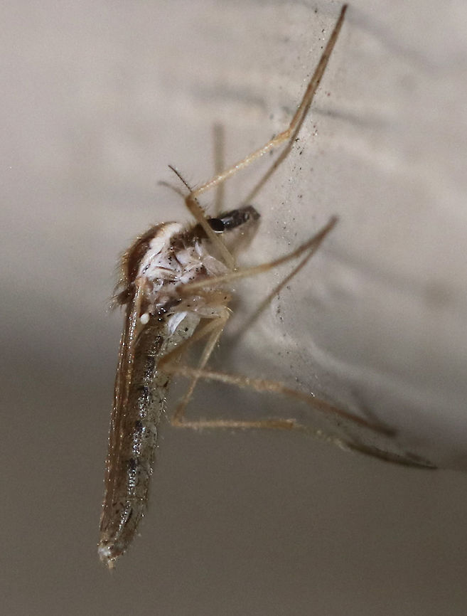 Phantom Midge (Female) - Chaoborus flavicans This midge superficially resembles a mosquito in general body shape and hairiness. But, midges have abdomens that are longer than their wings and they lack a proboscis. Mosquitoes have a proboscis and their wings are longer than their abdomens.<br />
<br />
Habitat: Attracted to a light  Chaoborus flavicans,Geotagged,Spring,United States,midge,phantom midge