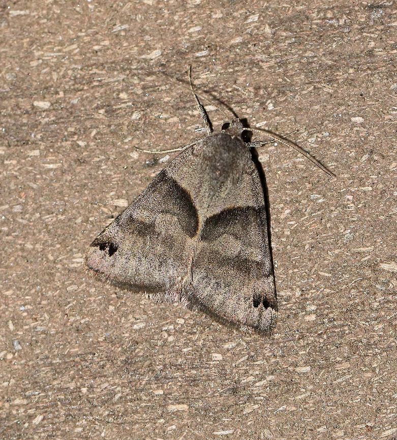 Forage Looper Moth - Caenurgina erechtea <br />
Total length: 20 mm. Gray forewing has antemedial and incomplete postmedial bands that do not meet at inner margin. <br />
<br />
Attracted to a light in a semi-rural area Caenurgina erechtea,Forage Looper,Geotagged,Spring,United States,moth