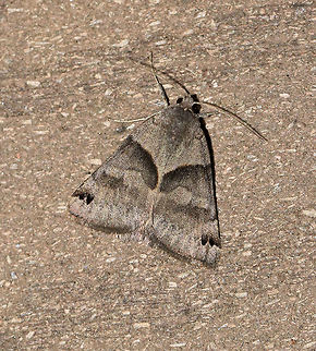 Forage Looper Moth - Caenurgina erechtea 
Total length: 20 mm. Gray forewing has antemedial and incomplete postmedial bands that do not meet at inner margin. 

Attracted to a light in a semi-rural area Caenurgina erechtea,Forage Looper,Geotagged,Spring,United States,moth