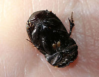 Small Black Dung Beetle - Copris minutus TL: ~1 cm. Shiny black head with horn; pronotum with prominence; elytra distinctly grooved with deep punctures. It had mites (Macrochelidae) scurrying all over it. They are predatory mites, so they were maybe eating nematodes or some other tiny delight.<br />
<br />
Habitat: Attracted to a light at night <br />
https://www.jungledragon.com/image/79758/small_black_dung_beetle_-_copris_minutus.html<br />
Copris minutus,Geotagged,Macrochelidae,Small Black Dung Beetle,Spring,United States,beetle,mites