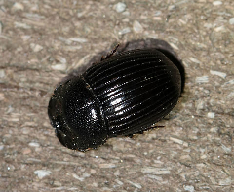 Small Black Dung Beetle - Copris minutus TL: ~1 cm. Shiny black head with horn; pronotum with prominence; elytra distinctly grooved with deep punctures. It had mites (Macrochelidae) scurrying all over it. They are predatory mites, so they were maybe eating nematodes or some other tiny delight.

Habitat: Attracted to a light at night
https://www.jungledragon.com/image/79757/small_black_dung_beetle_-_copris_minutus.html
 Copris minutus,Geotagged,Small Black Dung Beetle,Spring,United States
