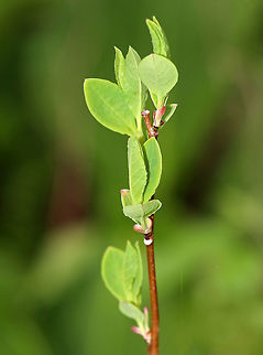 Common Spicebush - Lindera benzoin The leaves of spicebush are very aromatic and have a citrus smell. The leaves, buds, and young twigs can be made into tea. 

Habitat: Deciduous forest Benjamin bush,Common spicebush,Geotagged,Lindera benzoin,Spring,United States,northern spicebush,spicebush,wild allspice